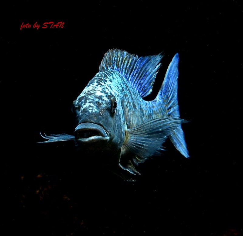 Fossorochromis rostratus